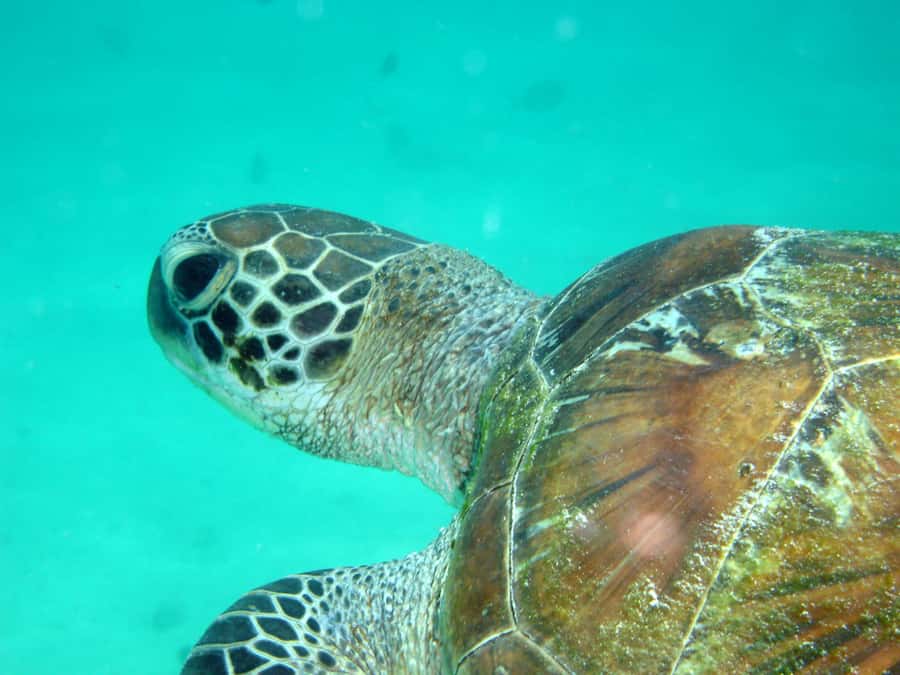 Diani Beach: Kisite Marine Park Dhow & Snorkeling with Lunch - Dolphins, turtles, and fish: spotting tips that actually work