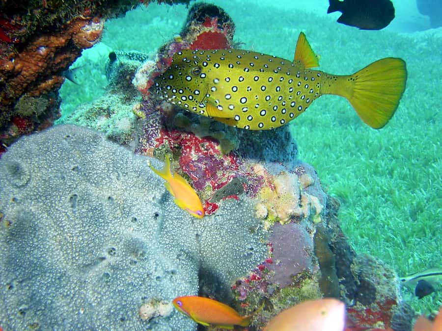 Diani Beach: Kisite Marine Park Dhow & Snorkeling with Lunch - Price and value: what $135 buys you in the real world