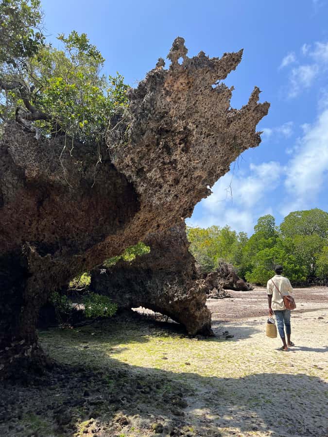 Diani Beach: Private African Pool Map Guided Tour - The 10-Minute Beach Walk Through Caves, Cliffs, and Rock Pools