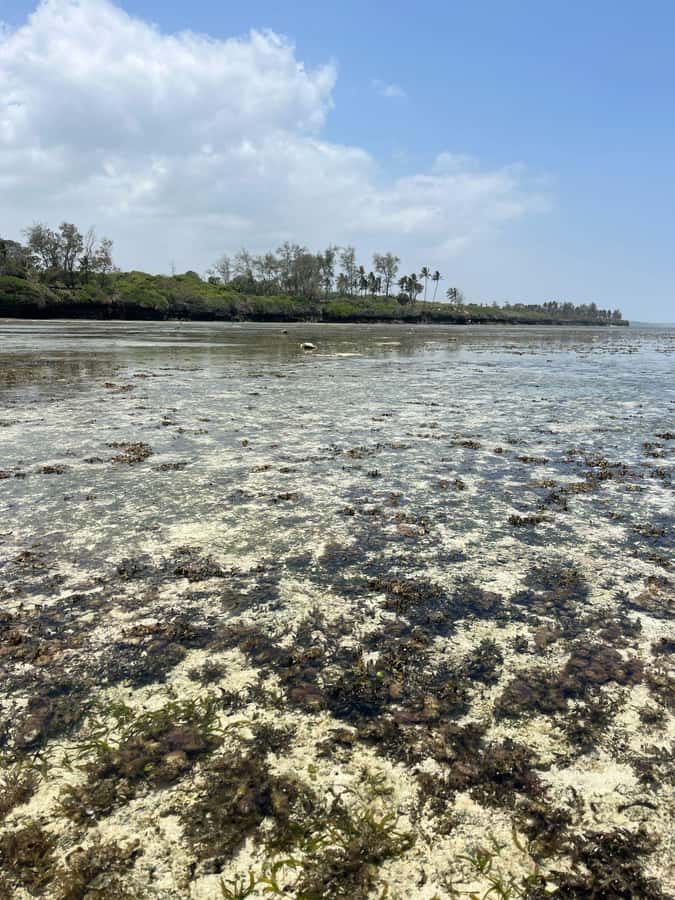 Diani: Full day Guided tour in Tiwi beach & Diani - Key highlights you will actually feel