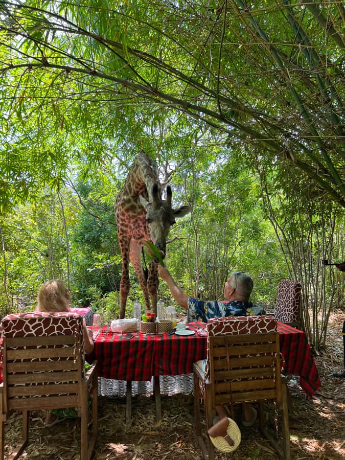 DIANI: SHARE A MEAL WITH GIRAFFES - Why this giraffe-meal setup feels special in Diani