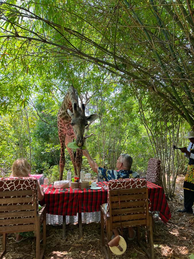 DIANI: SHARE A MEAL WITH GIRAFFES - Inside the animal park: what you actually see on the guided walk