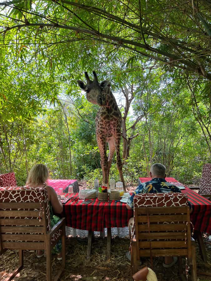 DIANI: SHARE A MEAL WITH GIRAFFES - The 3-course al carte meal, with chef Ahmed in the spotlight