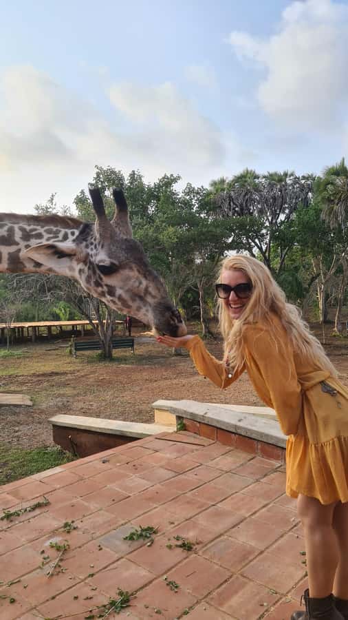 DIANI: SHARE A MEAL WITH GIRAFFES - Price and value: $250 per person, is it worth it?