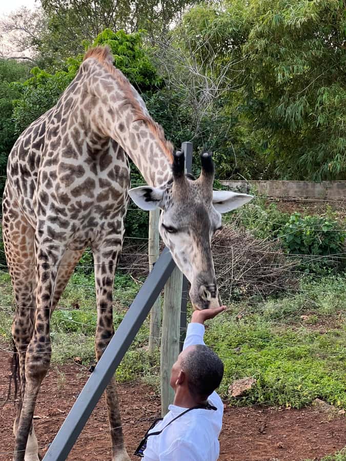 DIANI: SHARE A MEAL WITH GIRAFFES - 4 pm pickup from Diani Beach, plus the ride reality