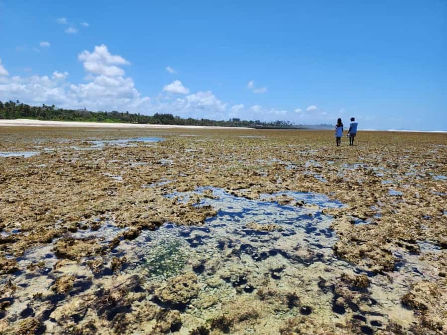 Diani: Snorkeling and Swimming at African Pool in Tiwi Beach - Price and value, what $35 buys you for snorkeling time