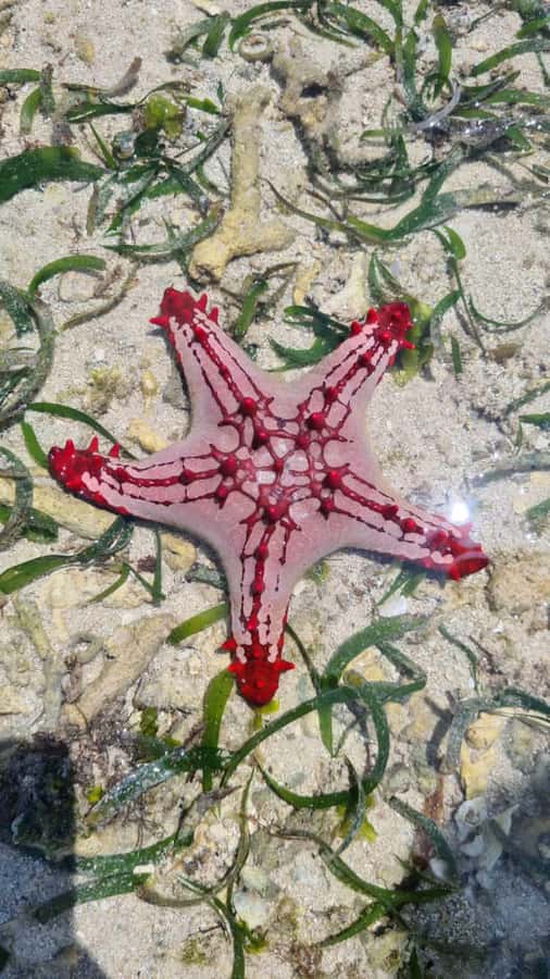 Diani: Snorkeling and Swimming at African Pool in Tiwi Beach - Who should book this Diani snorkeling with Sudi and Khanifa