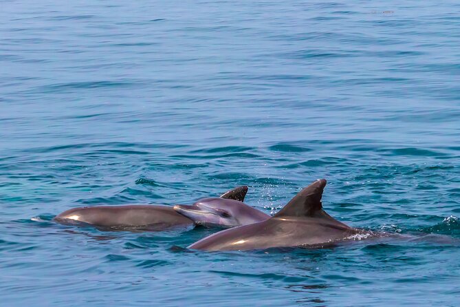 Dolphin Watch & Snorkeling at Kisite Marine Park & Wasini Island - Wasini Island: seafood lunch, village walk, and a needed culture break
