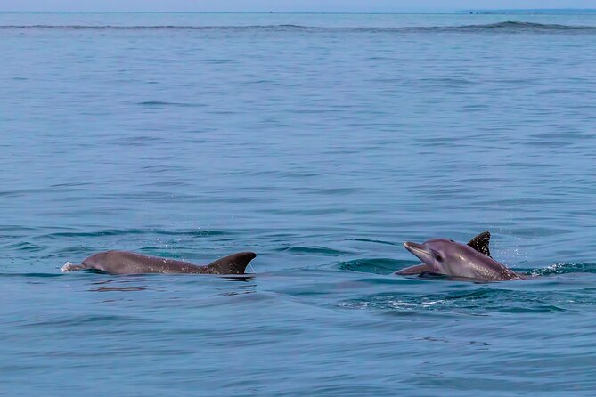 Dolphin Watch & Snorkeling at Kisite Marine Park & Wasini Island - Should you book Dolphin Watch and Snorkeling at Kisite Marine Park and Wasini Island?