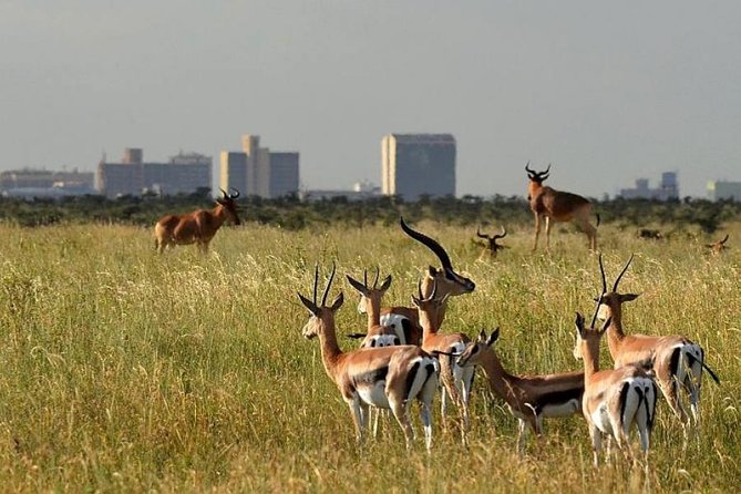 Early Morning Group Joining Mini Safari To Nairobi National Park - 5:30 a.m. matters more than you think