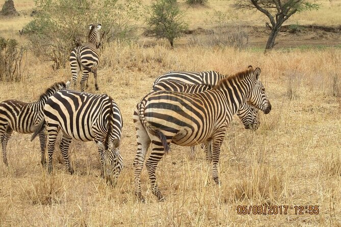 Early Morning Group Joining Mini Safari To Nairobi National Park - Your Big Five hunt (and why elephants may not be the focus)