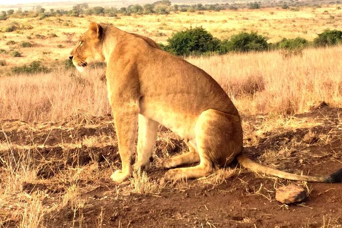 Early Morning Group Joining Mini Safari To Nairobi National Park - Lions, rhinos, and giraffes in a city-shaped setting