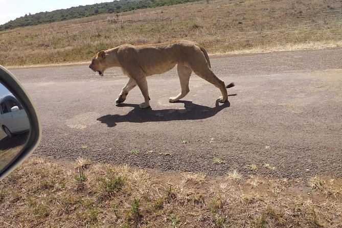 Early Morning Group Joining Mini Safari To Nairobi National Park - Nairobi National Park is close enough to feel surreal
