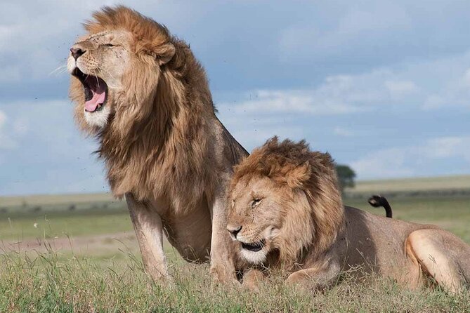 Early Morning Half Day Group Tour to Nairobi National Park - Key highlights at a glance