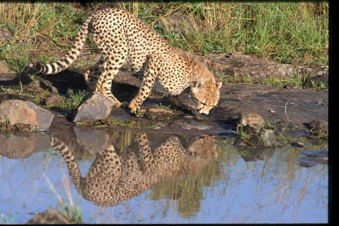 Early Morning Half Day Mini Safari To Nairobi National Park - The safari vehicle: why a pop-up roof changes everything