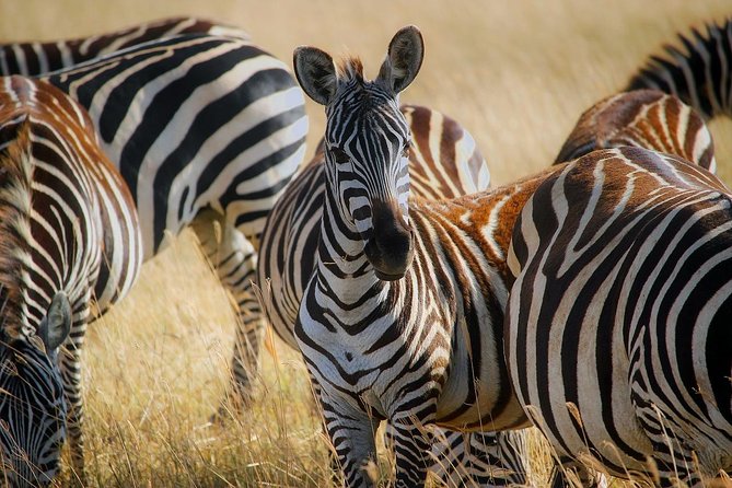 Early Morning Half Day Mini Safari To Nairobi National Park - How the guide approach helps you spot more than just “the big stuff”