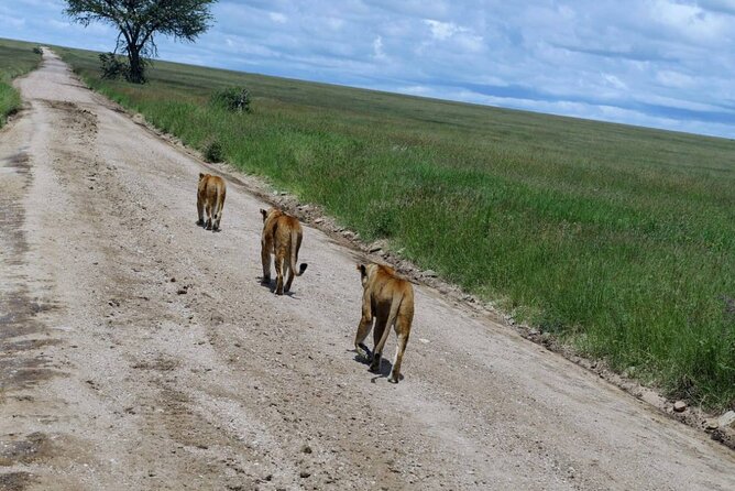Early Morning Half Day Mini Safari To Nairobi National Park - What’s included, what’s not, and how to pack smart
