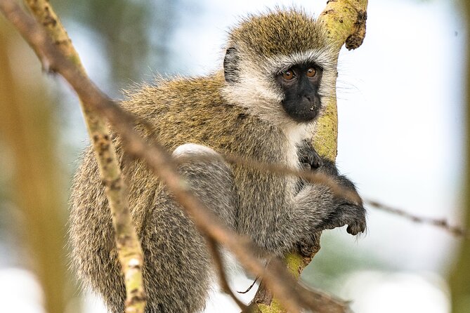 Early Morning Nairobi Park Safari and Giraffe Centre Tour. - Price and value: what $95 buys, and what costs extra