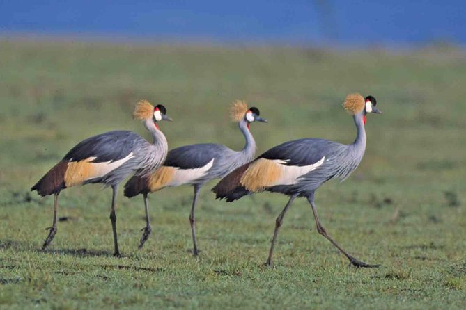 Early Nairobi Park Giraffe Centre and Optional Elephant Orphanage - Who This Tour Suits Best