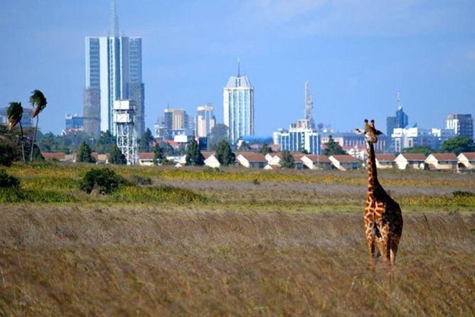 Early Nairobi Park Giraffe Centre and Optional Elephant Orphanage - What to Expect From Wildlife Viewing Beyond Big Cats
