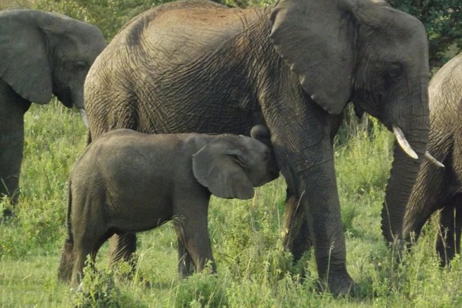 Elephant Orphanage and Giraffe Center Nairobi Day Tour - Key highlights you should know before you go