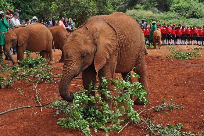 Elephant Orphanage and Giraffe Center Nairobi Day Tour - A 3-hour Nairobi day with a tight schedule, in the best way