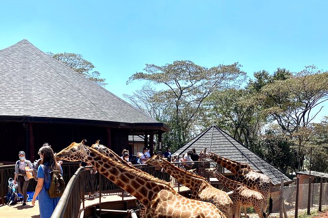 Elephant Orphanage and Giraffe Center Nairobi Day Tour - What you’ll learn from the orphanage experience