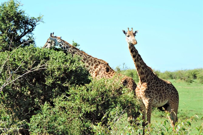 Elephant Orphanage and Giraffe Center Nairobi Day Tour - Pickup from Jomo Kenyatta International Airport, and why the start point matters