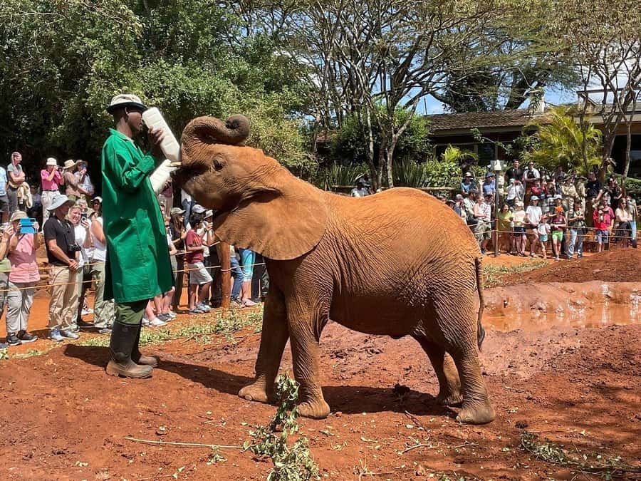 Elephant Orphanage and Giraffe Center Tour with Options - Key things to know before you go