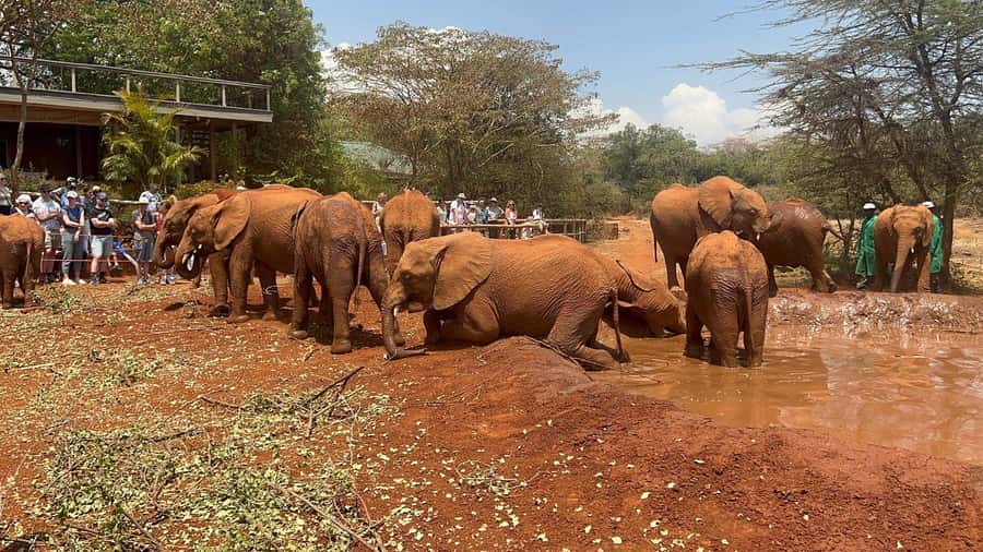 Elephant Orphanage and Giraffe Center Tour with Options - Why This Nairobi Combo Works: Elephants, Giraffes, and Kazuri Craft