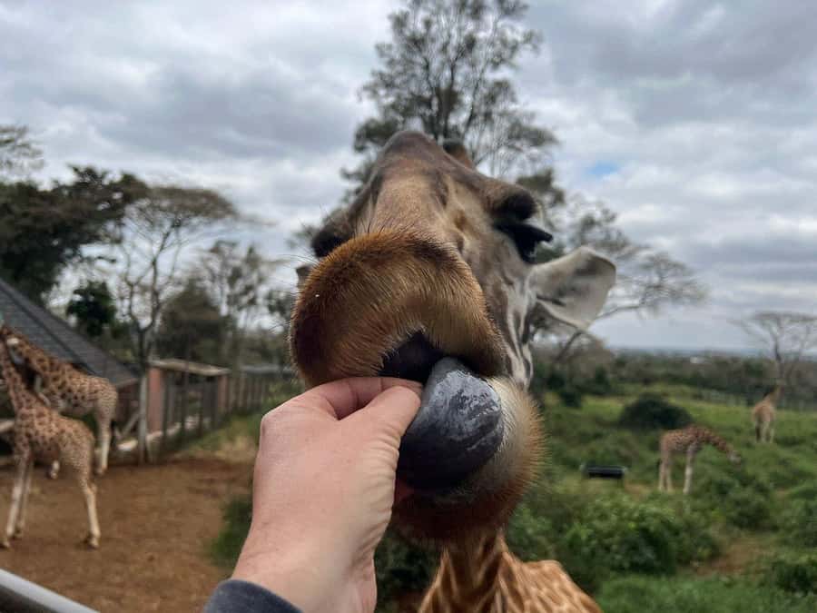 Elephant Orphanage and Giraffe Center Tour with Options - Optional Add-Ons: Karen Blixen Museum, Bomas of Kenya, and Nairobi National Park