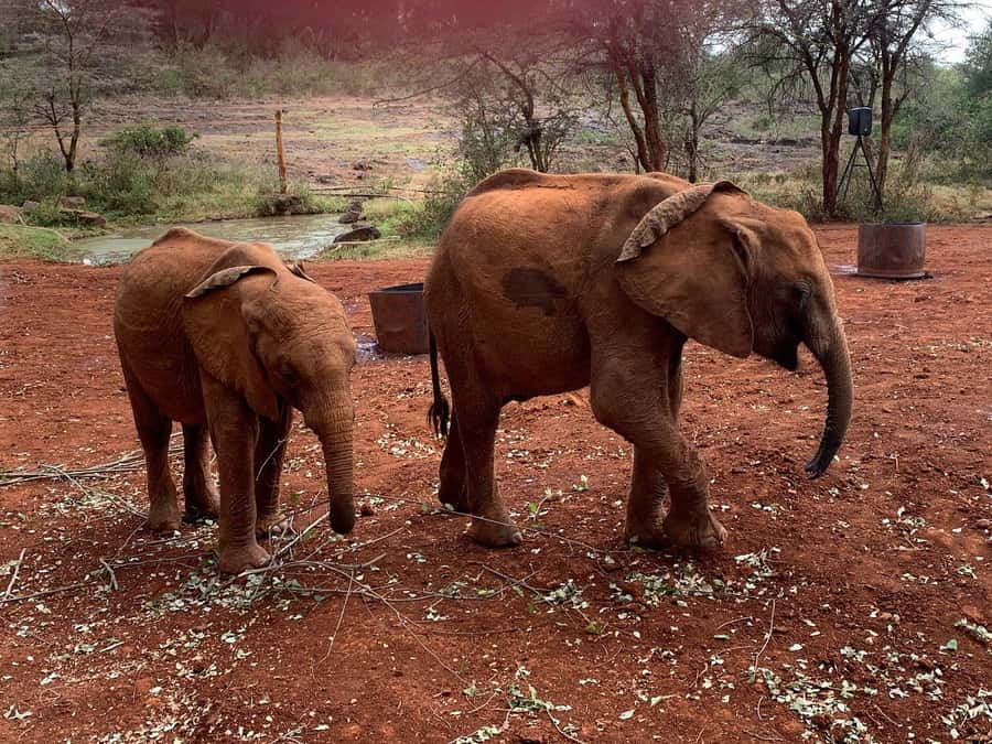 Elephant Orphanage and Giraffe Center Tour with Options - How the Day Actually Feels: Timing, Transport, and Nairobi Traffic