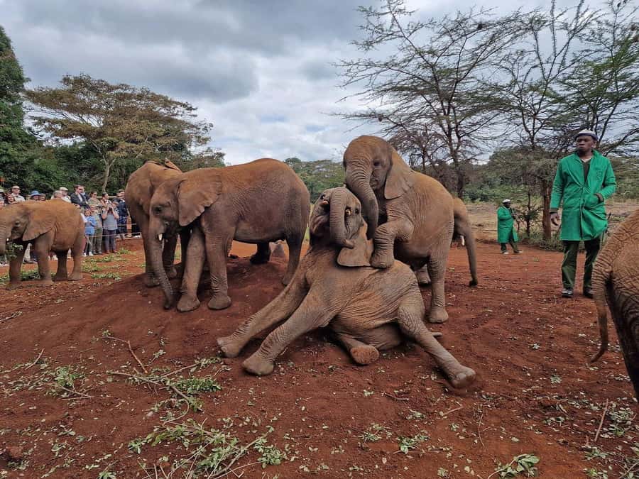 Elephant Orphanage and Giraffe Center Tour with Options - Who This Tour Suits Best, and Who Might Want to Skip It