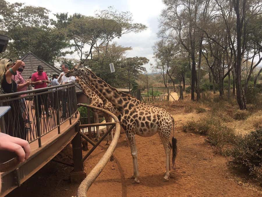 Elephant Orphanage and Giraffe Center Tour with Options - Should You Book This Elephant and Giraffe Day Trip?