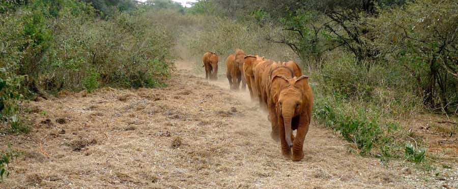 Elephant Orphanage,Giraffe Center&Karen Blixxen Day TripTour - David Sheldrick Wildlife Trust: the heart of the day