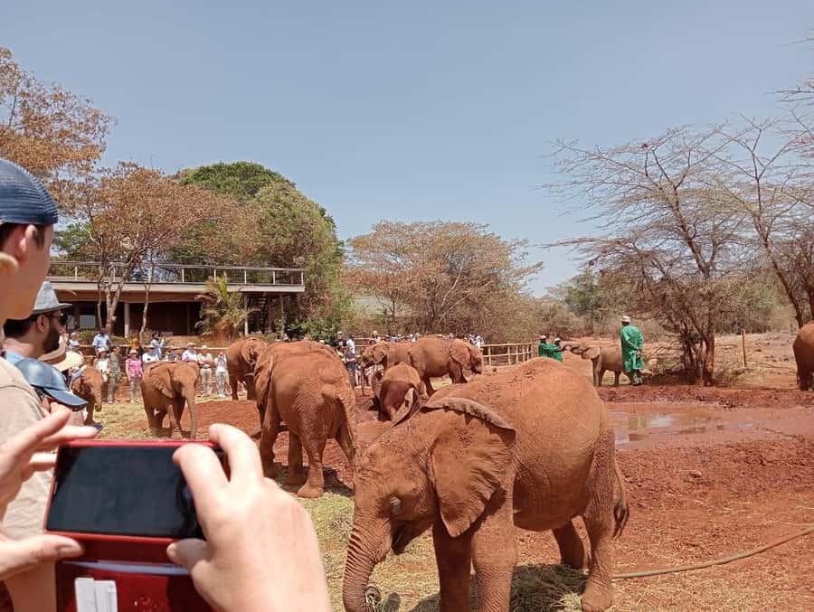 Elephant Orphanage,Giraffe Center&Karen Blixxen Day TripTour - Feeding giraffes at Nairobi’s Giraffe Center