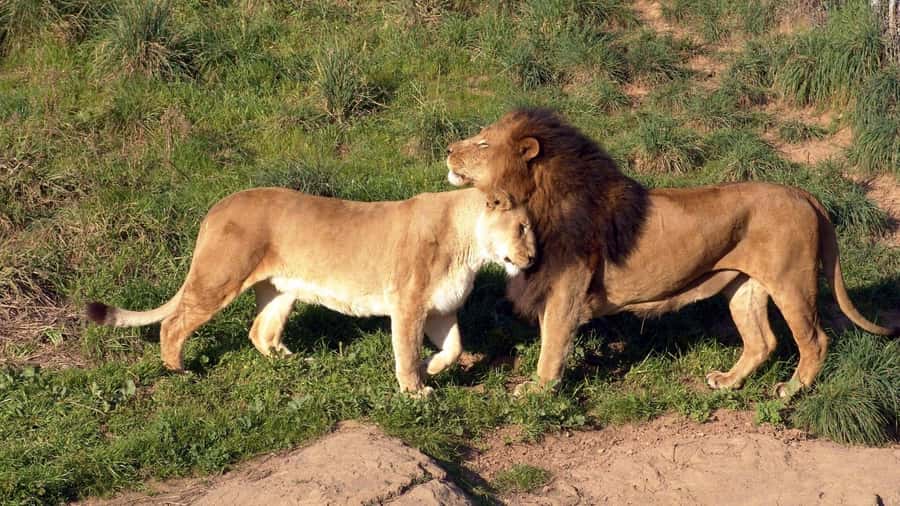 Elephant Orphanage,Giraffe Center&Karen Blixxen Day TripTour - Price and logistics: what you should budget for