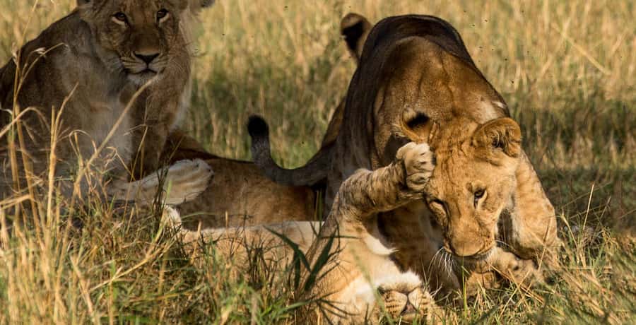 Elephant Orphanage,Giraffe Center&Karen Blixxen Day TripTour - Who this tour suits best, and who should reconsider
