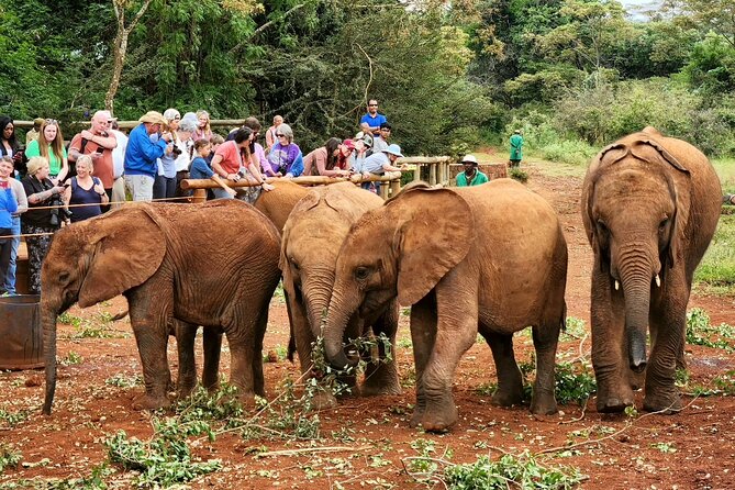 Elephant Orphanage, Giraffe Centre& optional Nairobi NationalPark - A practical Nairobi day trip that mixes giraffes, elephants, and real conservation