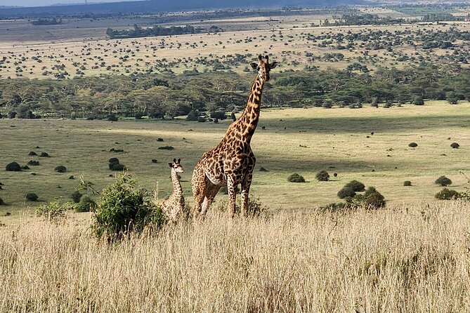 Elephant Orphanage, Giraffe Centre& optional Nairobi NationalPark - Stop 2 at Sheldrick Wildlife Trust, orphan elephants and milk formula