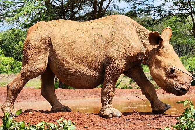Elephant Orphanage, Giraffe Centre& optional Nairobi NationalPark - Optional Nairobi National Park, seeing wildlife with the city nearby