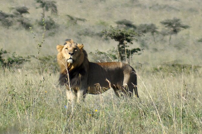 Elephant Orphanage, Giraffe Centre& optional Nairobi NationalPark - Price and value: what $95 covers, and what costs extra