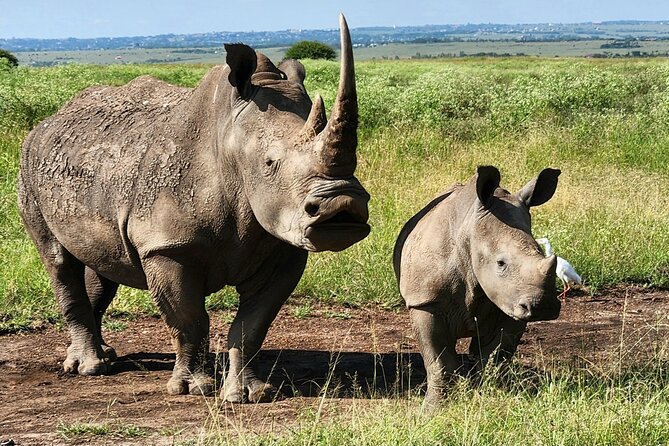 Elephant Orphanage, Giraffe Centre& optional Nairobi NationalPark - Stop 1 at the Giraffe Centre, Rothschild’s giraffes and pellet feeding