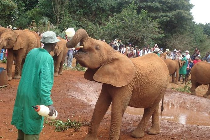 Elephant Orphanage & Giraffe Centre Tour - A morning plan for Nairobi’s best animal conservation stops