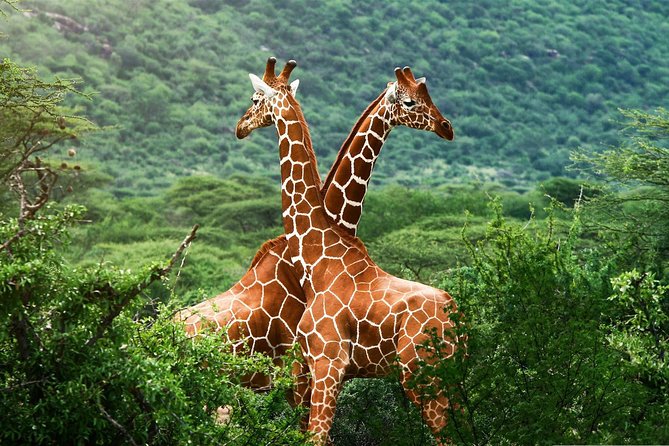 Elephant Orphanage & Giraffe Centre Tour - Guides and group size: getting better spots and fewer headaches