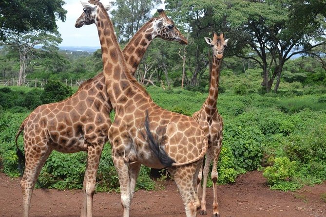 Elephant Orphanage & Giraffe Centre Tour - Giraffe Centre: feeding Rothschild giraffes with keepers watching