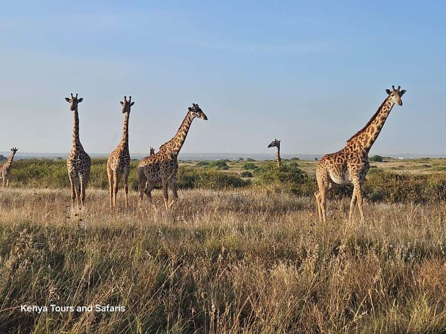 Elephant Orphanage, Giraffee Center, Karen Blixxen Meseum - Key highlights worth marking on your mental map