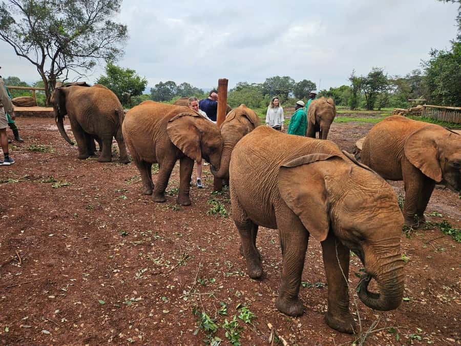 Elephant Orphanage, Giraffee Center, Karen Blixxen Meseum - How the Nairobi half-day tour actually works