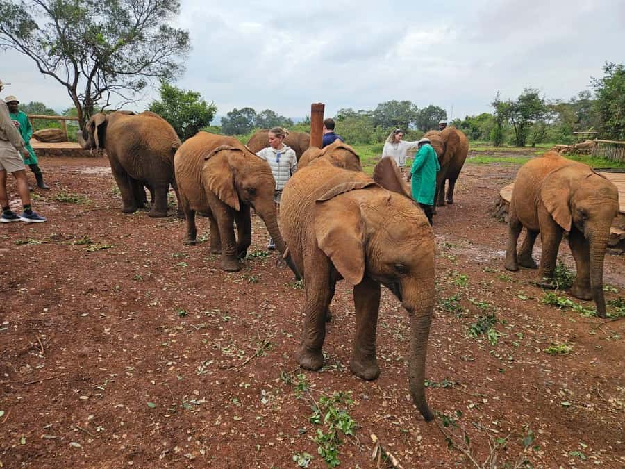 Elephant Orphanage, Giraffee Center, Karen Blixxen Meseum - David Sheldrick Elephant Orphanage: the feeding walk you will remember