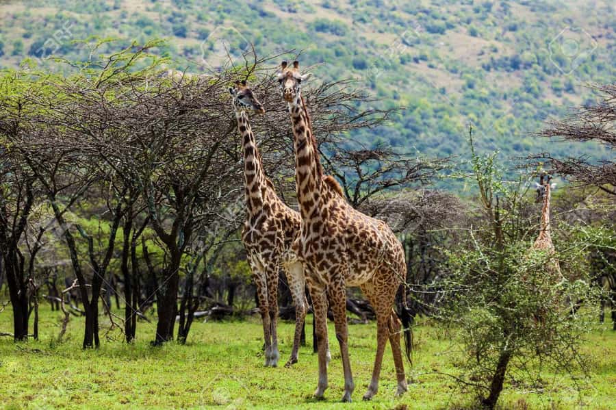 Elephant Orphanage, Giraffee Center, Karen Blixxen Meseum - The small extras that can improve your day